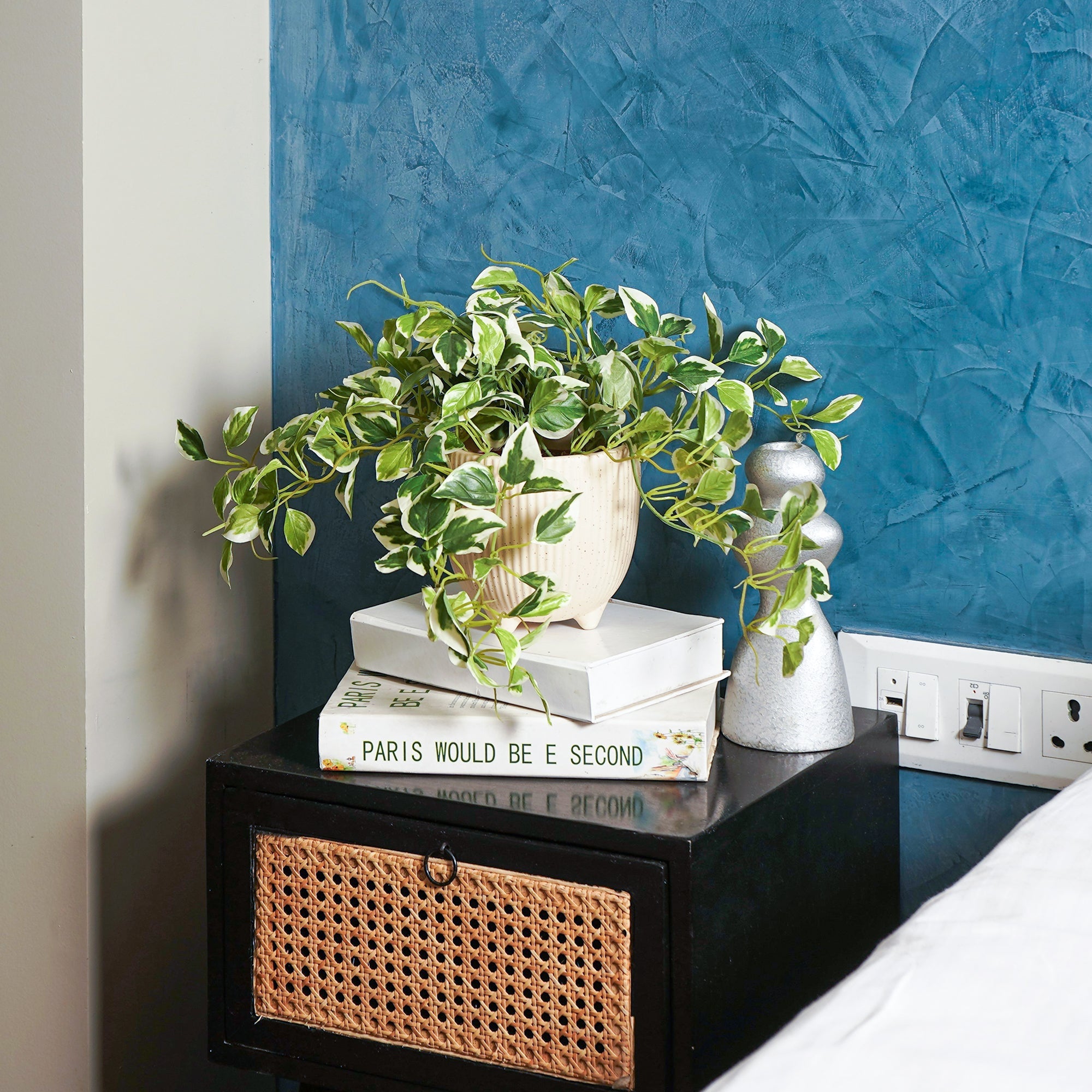 EverPothos plant - The Artment