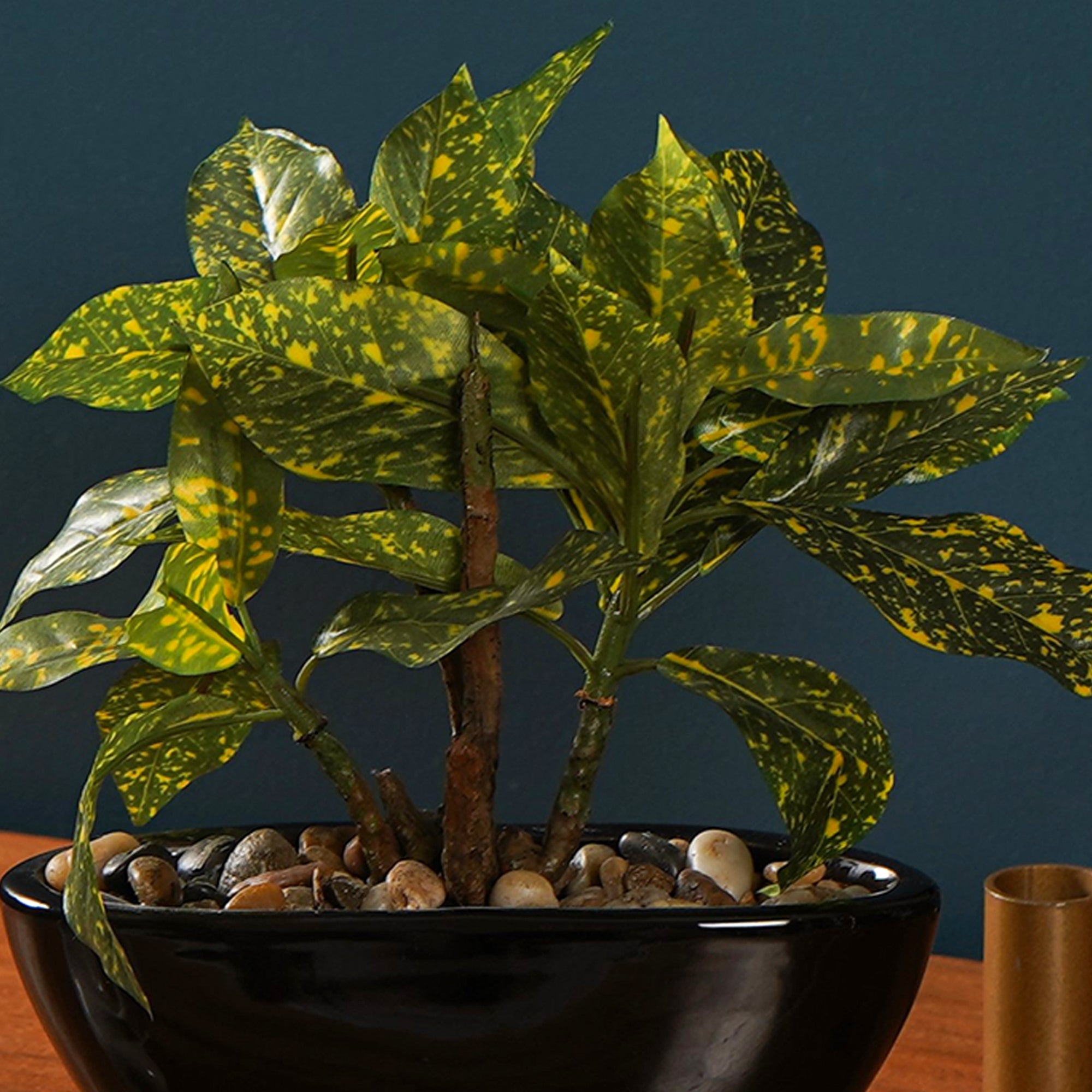 Tropi Garden Croton - The Artment